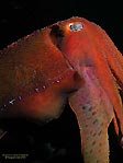 Cuttlefish by Aengus Moran, Scuba Diver Australasia