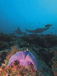 Manta Ray, Scuba Diver Australasia