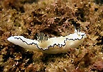 Nudibranch - Glossodoris atromarginata