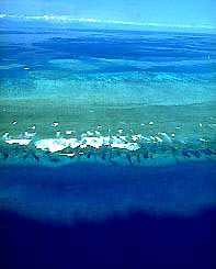 Reef Aerial Coral Sea, Walter Starck, Golden Dolphin