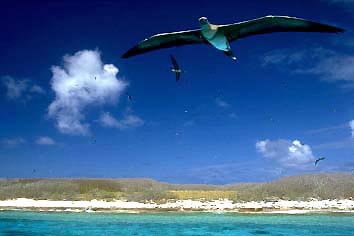 Birds over Herald Cays, Walter Starck, Golden Dolphin