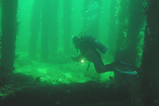 Beneath the Busselton Jetty.