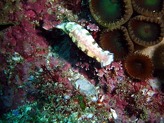 Nudibranch