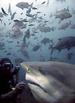 Bull Shark. Shark feeding Fiji