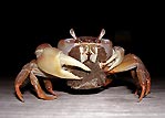 Female Crab carrying her eggs, Cocos (Keeling) Islands