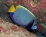 Emperor Angelfish at Cocos (Keeling) Islands