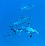 Dolphins, Cocos (Keeling) Islands