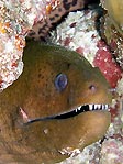 Moray Eel, Cocos (Keeling) Islands
