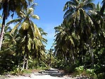 Cocos Palms, Cocos (Keeling) Islands