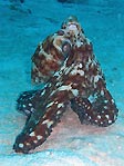Octopus at Cocos (Keeling) Islands