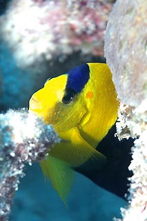 Bicolor Angelfish