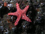 Sea star (Pentagonaster dubei) at Julian Rocks, Byron Bay