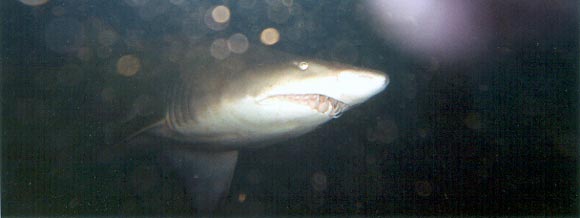 Grey Nurse Shark, Carcharias taurus