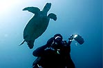 Turtle and photographer