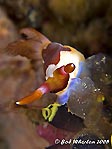 Nembrotha ritulans & tunicate