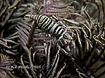 Crinoid Shrimp I