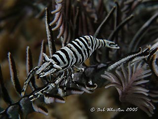 Crinoid Shrimp II