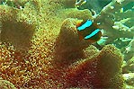 Great Barrier Reef Anemone Fish with Anemone