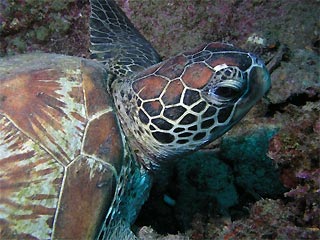 Green Turtle