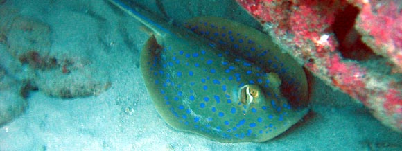 Blue-spotted Fantail Ray, Taeniura lymna