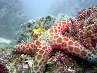 Leopard Starfish