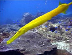 Yellow Trumpetfish, Julian Rocks at Bryon Bay