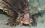Close up and Personal (Lionfish)