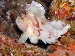 Leaf Scorpionfish, taenianotus triacanthus, or paperfish on Christmas Island