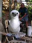 Juvenile Booby Bird on Christmas Island