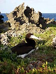 Brown Booby bird nesting at Lily Beach, Christmas Island