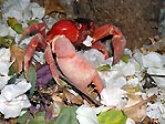 Christmas Island Red Crab, Gecarcoidea natalis