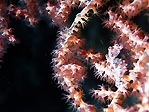Pygmy Seahorse, Hippocampus bargabanti