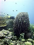 Barrel Sponge at Wakatobi