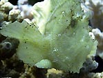 Leaf Scorpionfish, Taenianotus triacanthus 