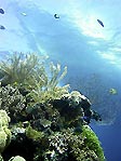 Wakatobi Resort, underwater landscape