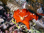 Red Frogfish, 