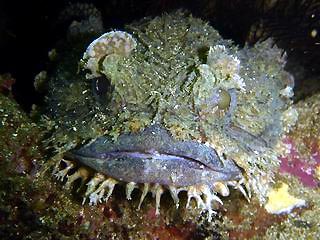 Eastern Frog Fish