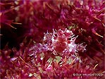 Soft Coral Crab