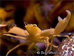 Yellow Coral Crab