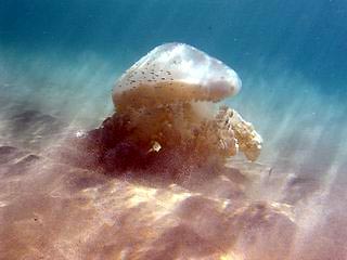 Lurking in the Shallows