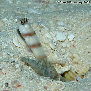 Shrimp Goby