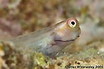 Blenny