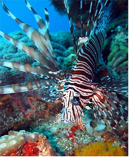 Lion Fish