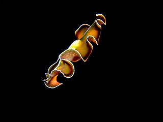 Flatworm afloat…