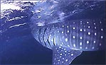 Whaleshark