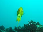 Trumpetfish at Exmouth