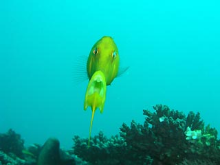 Trumpetfish at Exmouth