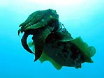 UFO Cuttlefish
