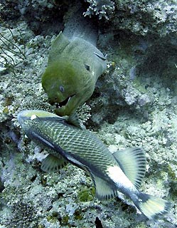 Castaway Moray and Titan