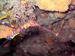 Weedy Seadragon (<em>Phyllopteryx taeniolatus</em>)